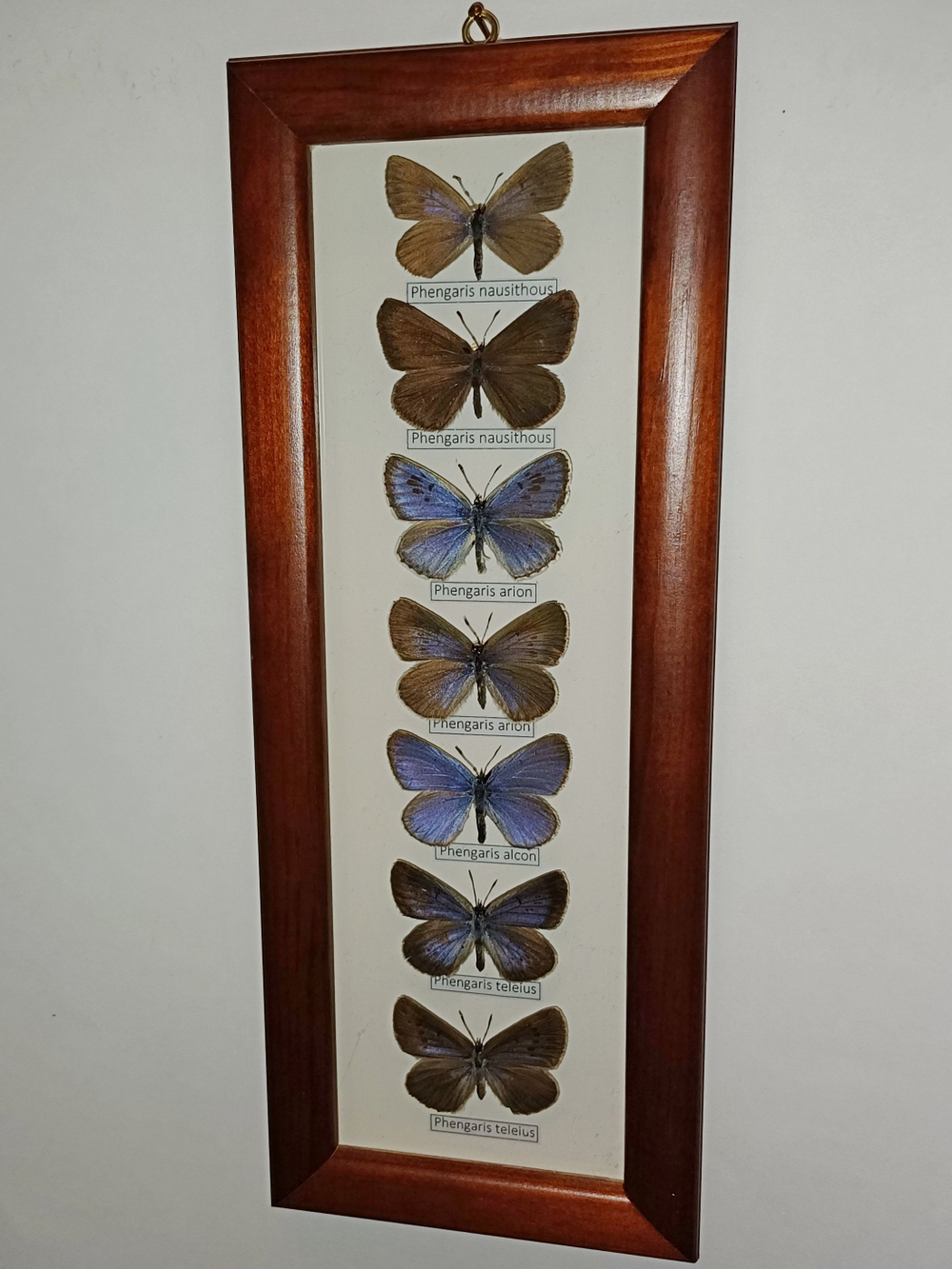 Коллекция голубянок рода Phengaris