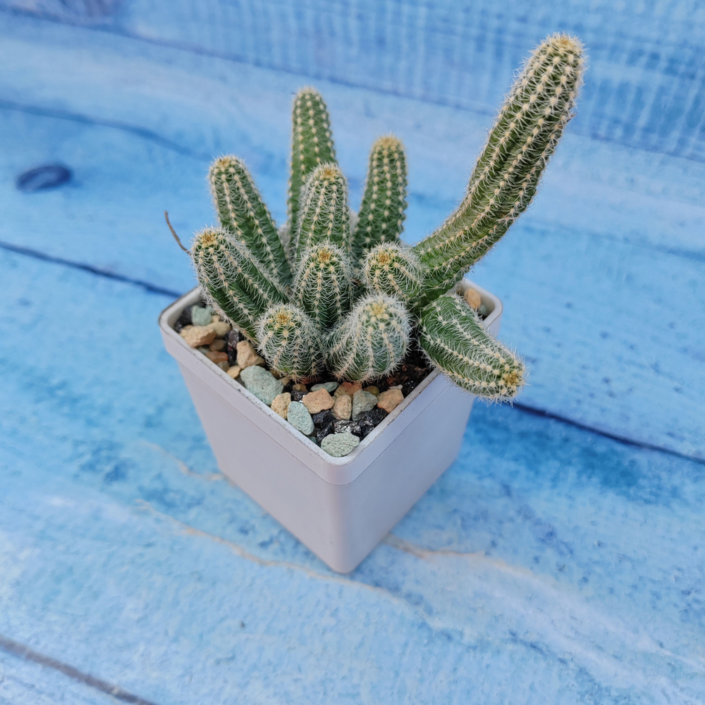 Chamaecereus Silvestrii (Хамецереус)