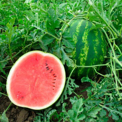 арбуз Талисман F1