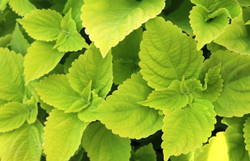 Колеус Блюме Джиант Эксибишен Лаймлайт (50шт) Витагрин Профи