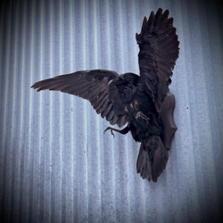 Чучело ворона