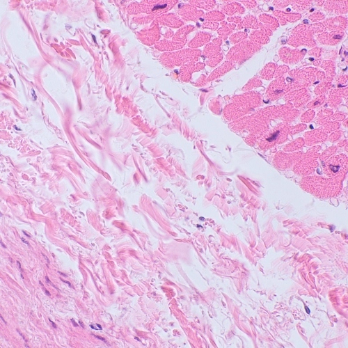 Микроскоп биологический MAGUS Bio 250BL