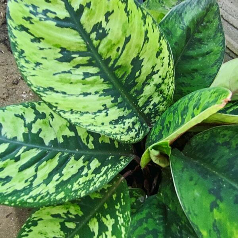 Хомаломена WALLISII (Уоллеса)