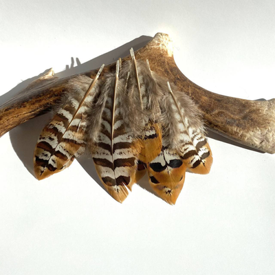 Перья королевского фазана натуральные 5-9 см. заостренные 5 шт.