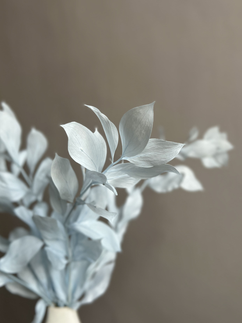 Рускус садовый стабилизированный голубой