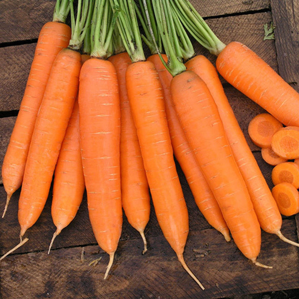 Семена моркови Сиркана F1, Nunhems, 0,5 гр.