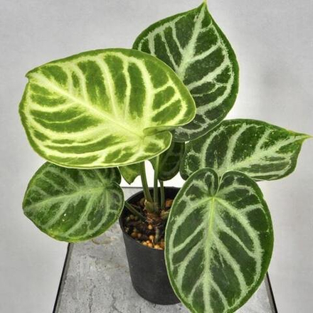 Антуриум DORAYAKI