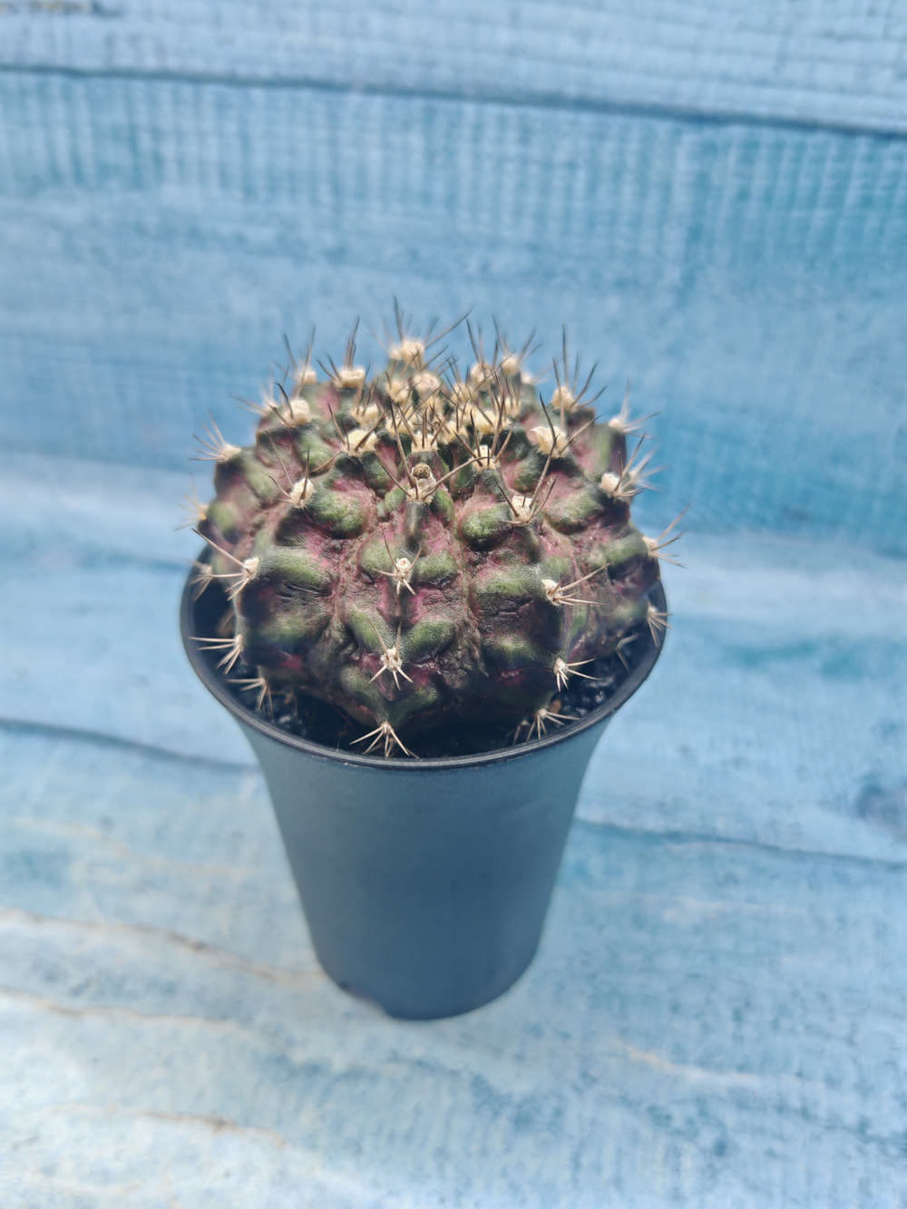 Gymnocalycium T-Rex Pink hybrid (Гимнокалициум T-rex)