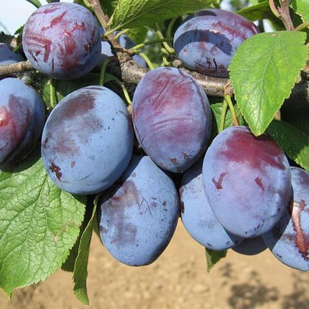 Слива домашняя ВЕНГЕРКА РАННЯЯ