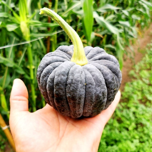 Японская Тыква Кабоча Хризантемка Кикудза - 菊座かぼちゃ