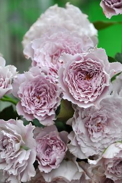 Либеллула (Libellula)