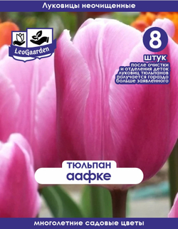 Тюльпан Луковица, Аафке, 8 шт