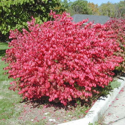 Бересклет европейский С3 80-100