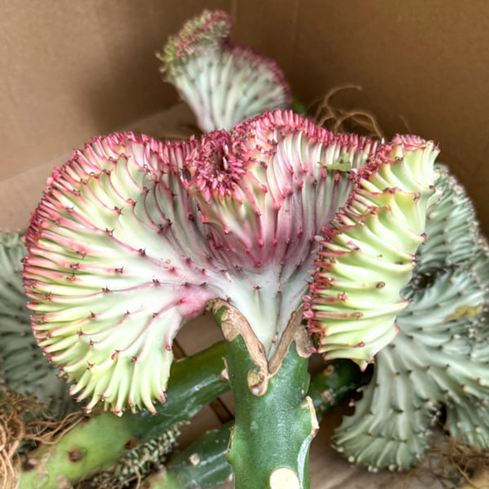 Эуфорбия лактеа кристата RED