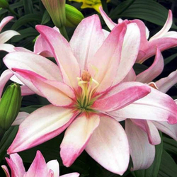 Лилия Бентли азиатская махровая