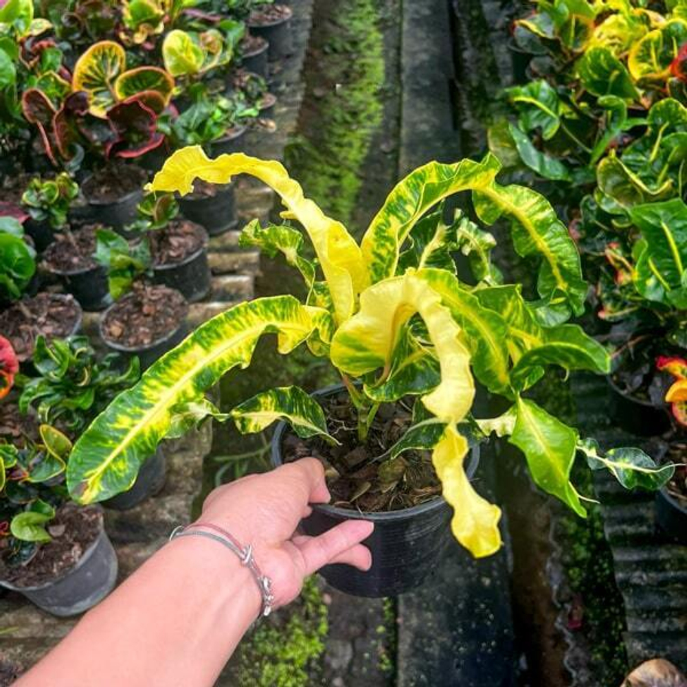 Кротон PHET KASEM