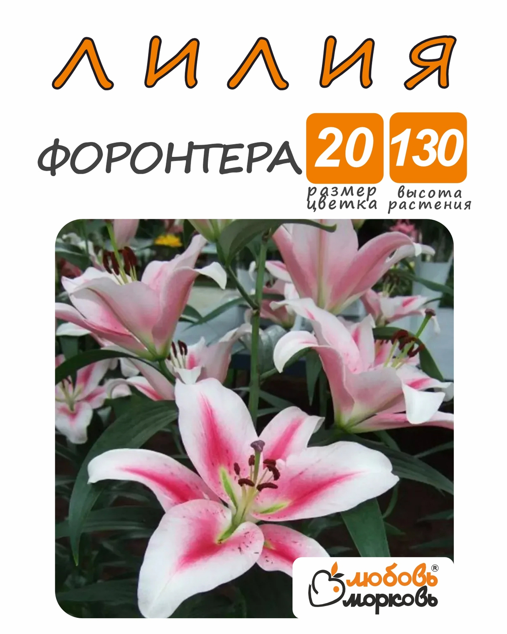 Лилия Луковица, Фронтера 1шт