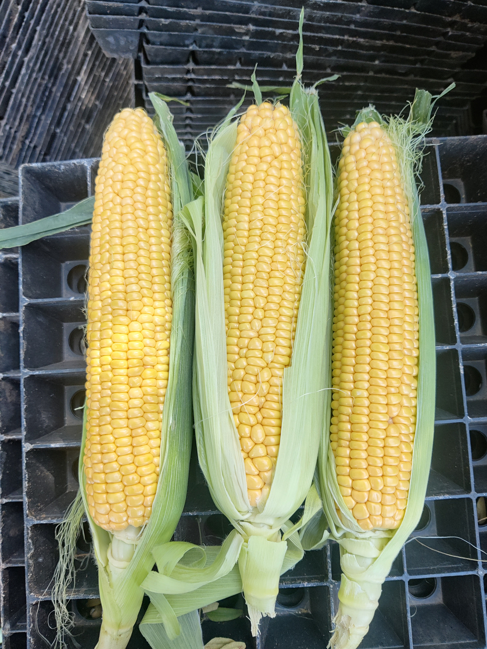 Кимбер Корн F1 семена кукурузы ( Yuksel Tohum / )