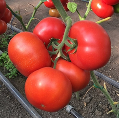 Рестлер F1 семена томата индетерминантного (Seminis / Семинис)