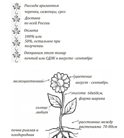 Хризантема мультифлора Precocita Or Jaune ☘ м.16 🌿  (отгрузка Май)