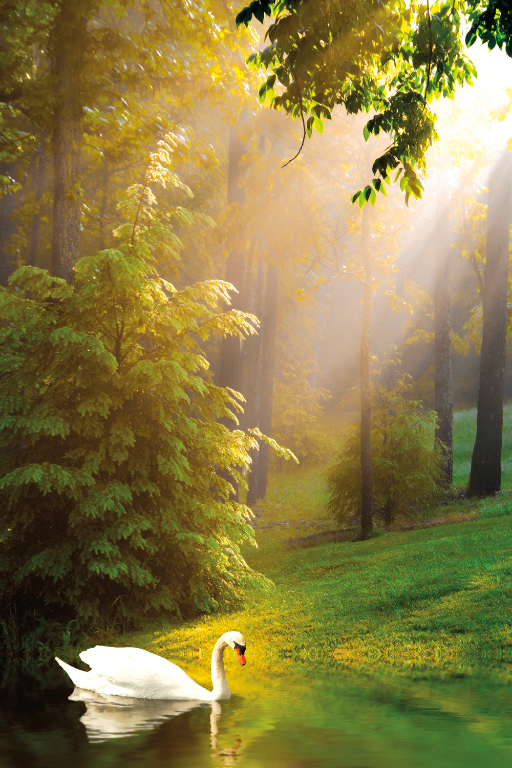 Коллекция Лес