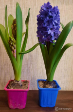 Гиацинт P7