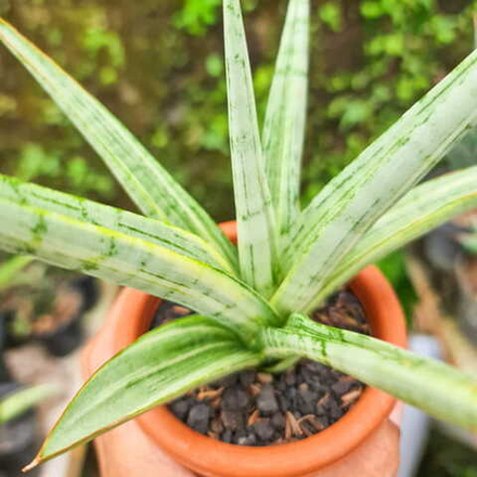 Сансевиерия KASIH VAR