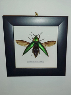 Жук Щелкун в рамке