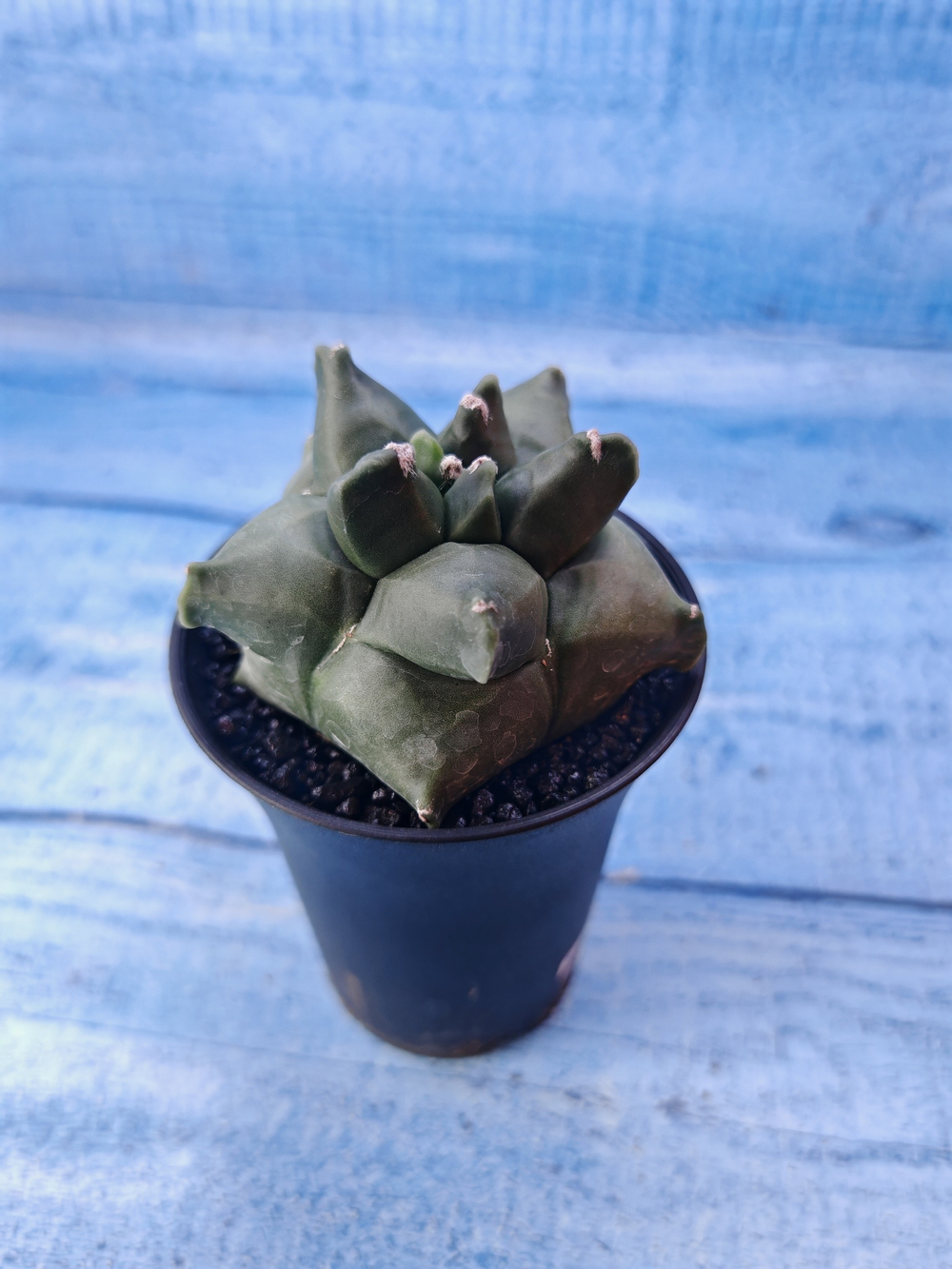 Astrophytum Myriostigma monstrosa (Астрофитум)