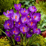 Крокус Flower Record (луковицы 5шт )