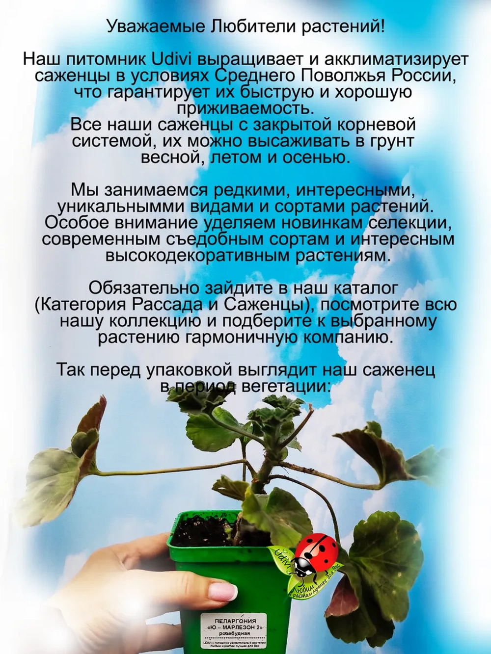 Пеларгония Ю Марлезон 2 розебудная