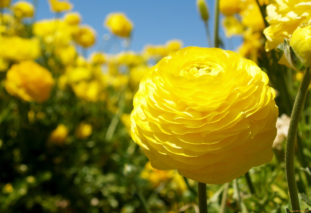 Ранункулюс Еллоу / Yellow (3 шт)