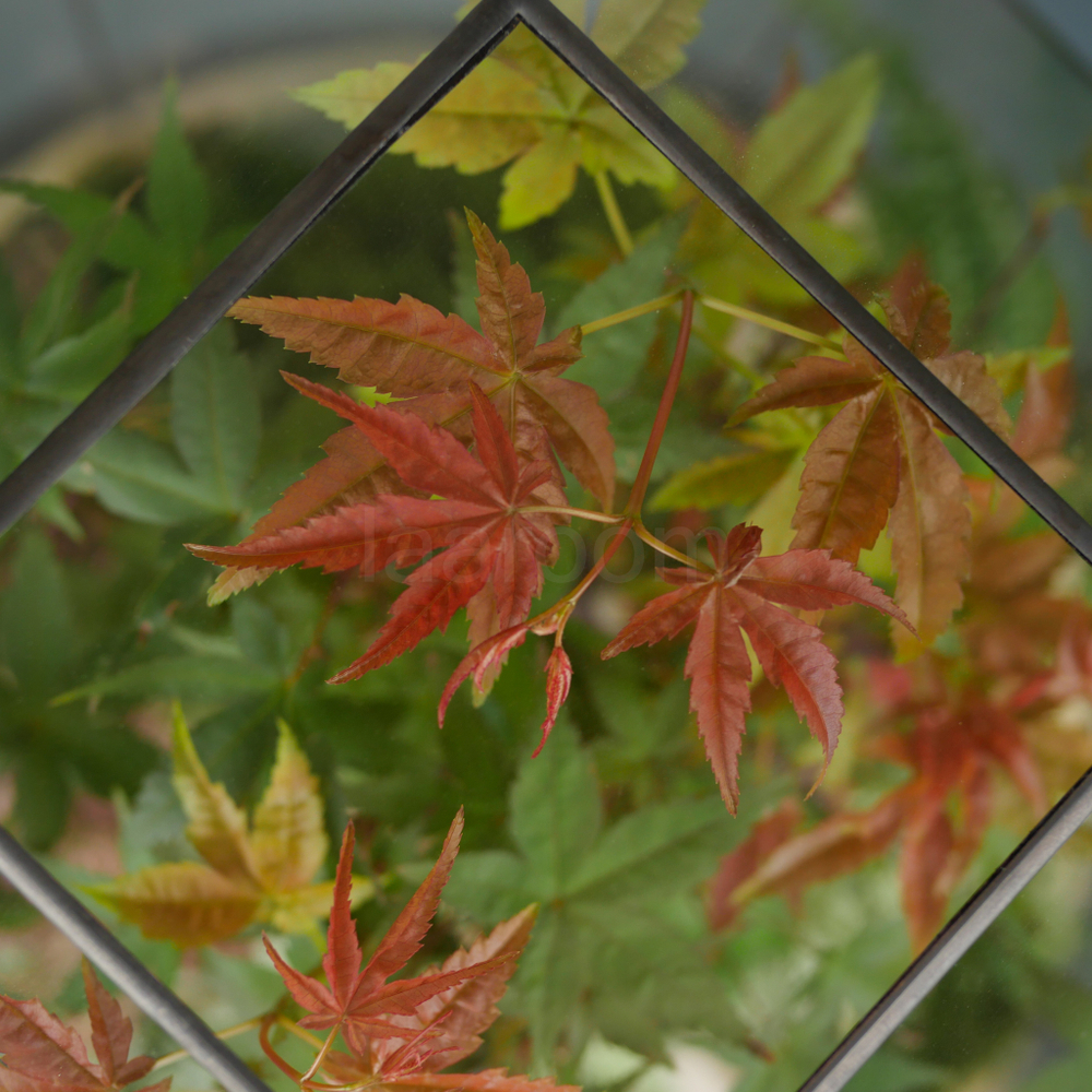 Готовый флорариум бонсай Клён Бонсариум XL с озером