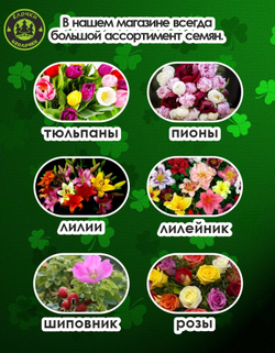 Тюльпан Луковица, Суррендер, 6+ шт
