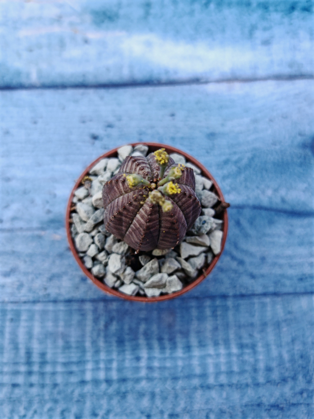 Euphoria Obesa (Эуфорбия)