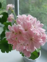 Пеларгония зональная Saga