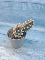 Tephrocactus Molinensis (Тефрокактус)