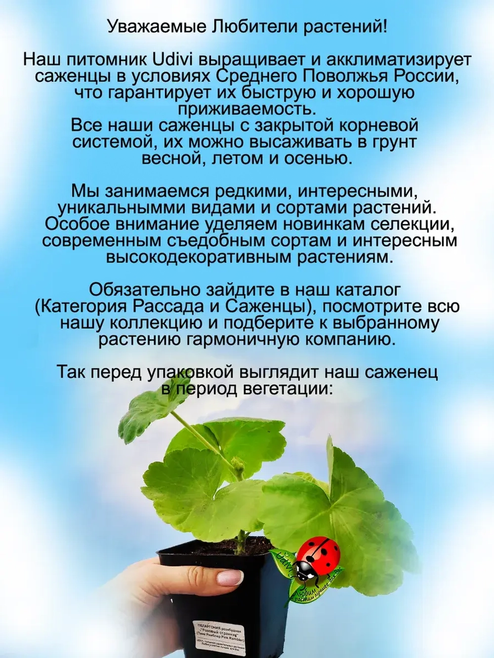 Пеларгония Розовый странник розебудная Пинк Рамблер