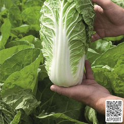 МАНОКО F1 семена капусты пекинской (Bejo | Alexagro)