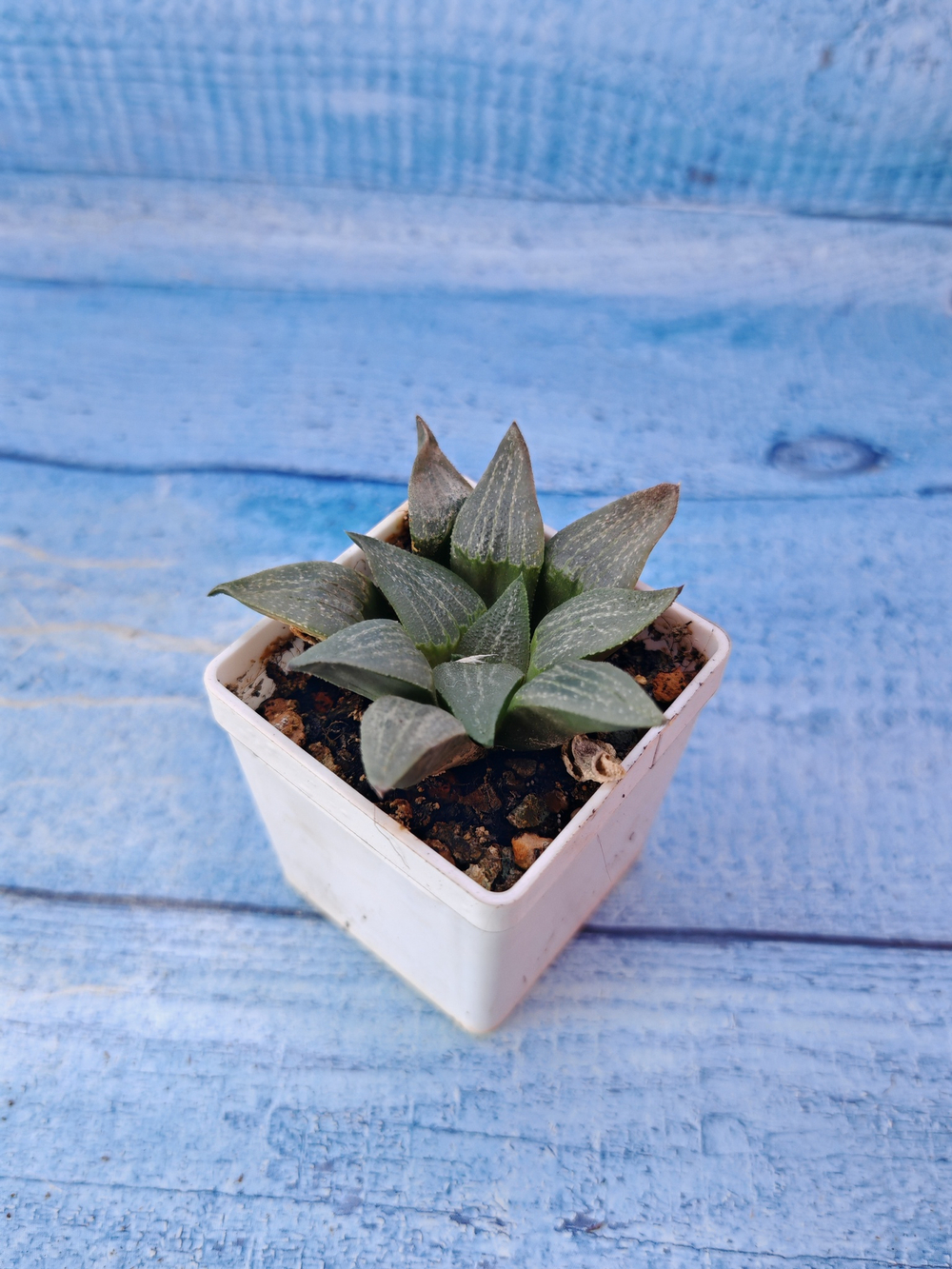 Haworthia Comptoniana hybrid (Хавортия)