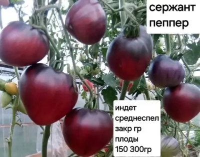 СЕРЖАНТ ПЕППЕР БЛЮХИЛЗ