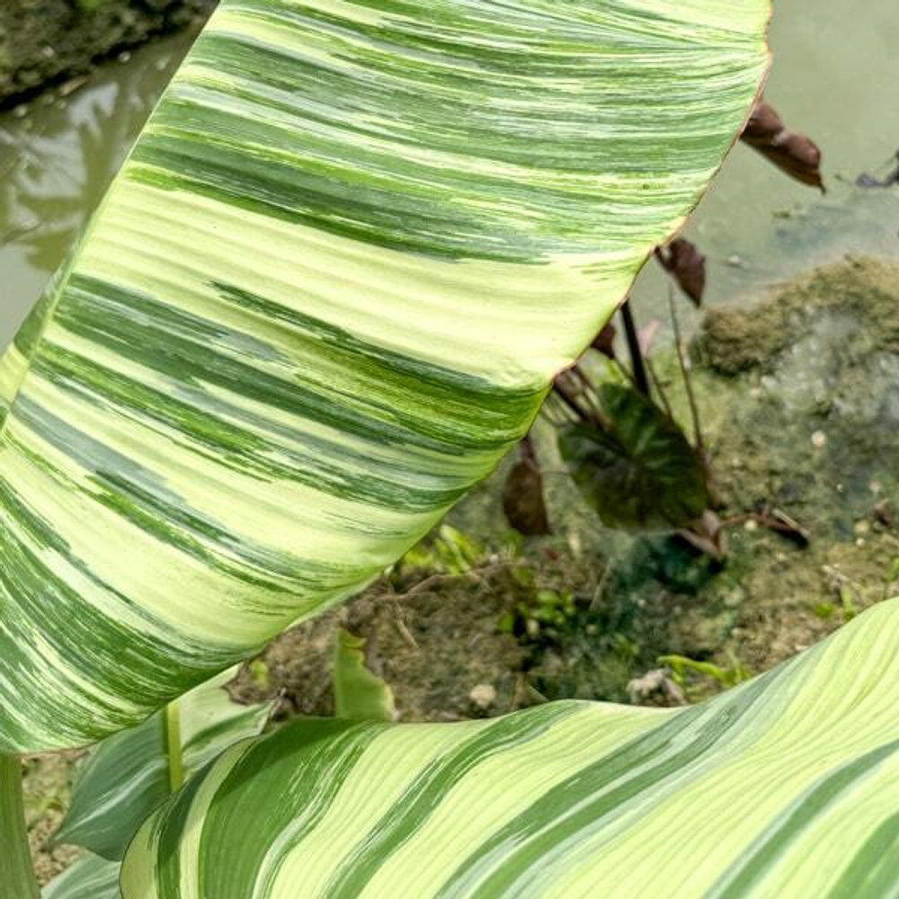 Банан вариегатный NAM WAH KHOM