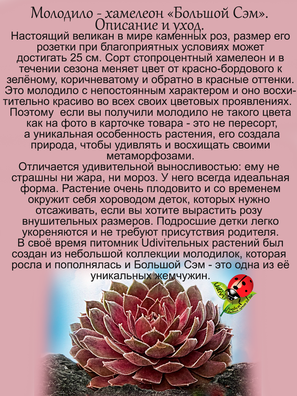 Молодило Большой Сэм каменная роза многолетнее