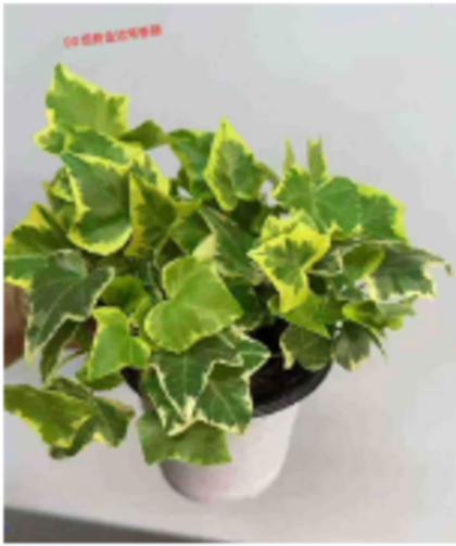 Хедера helix Goldchild д.9