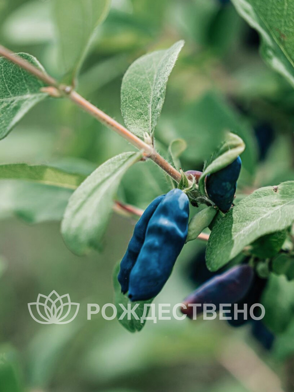 Жимолость Золушка