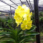 Ванда V JUKKIT GOLD