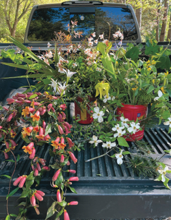 Cut Flowers, Foliage and Fruits of the Southeast