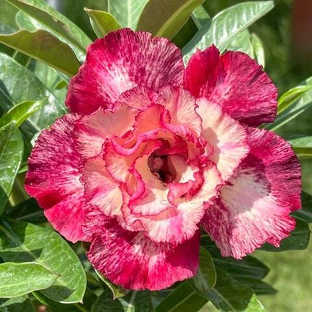 Адениум обесум 362 Việt Quỳnh Hương