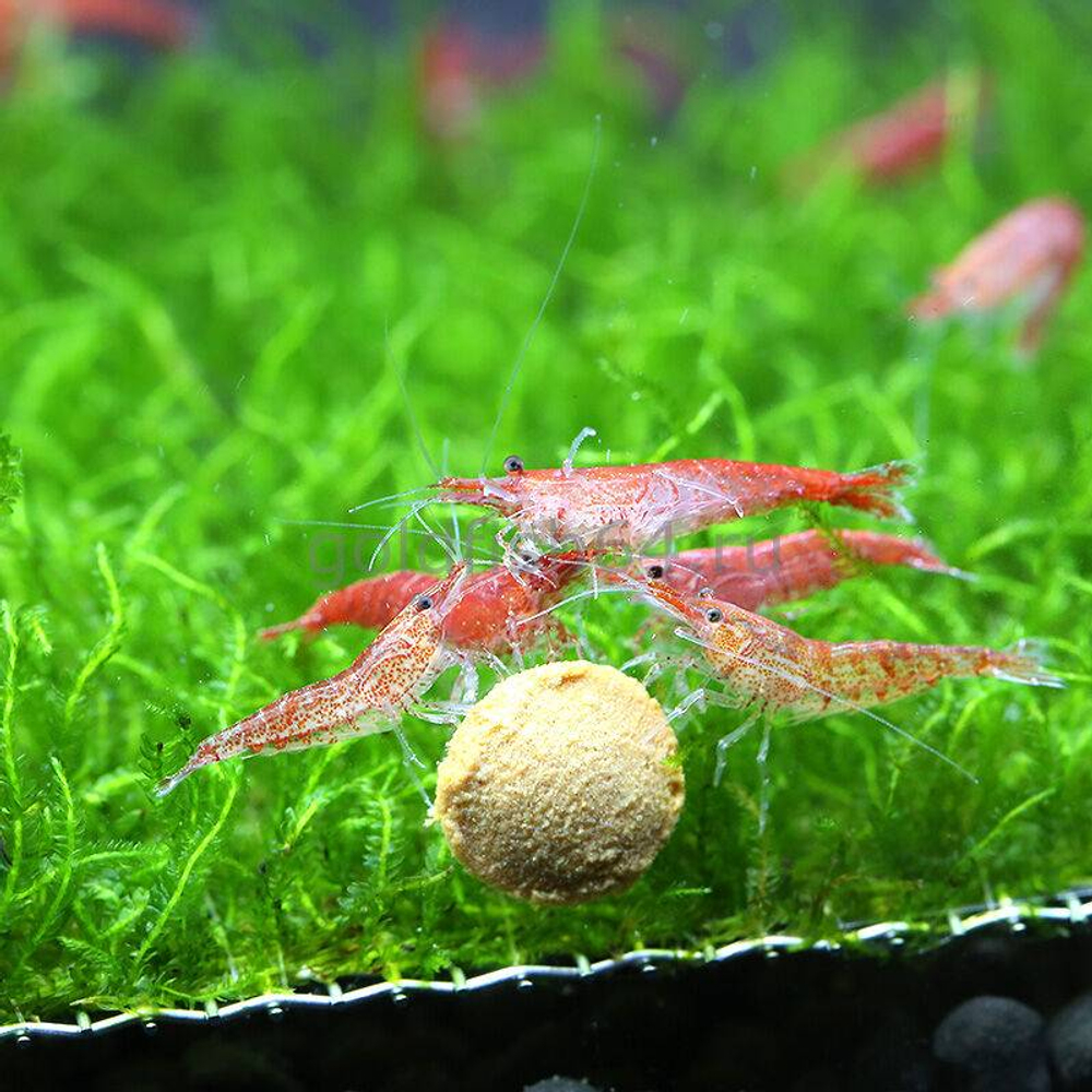 Креветка в ассортименте