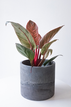 Philodendron ‘Pink Birkin’ — редкая вариация с розово‑кремовой вариегацией на темно‑зелёной листве. Идеальный акцент для стильного интерьера с характером.